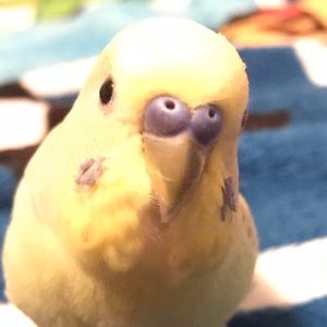 Meet your Posher, Nolan